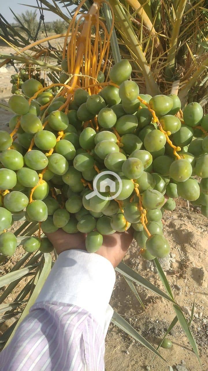 4 WhatsApp Image 2026-07-16 at 12.58. 464. jpeg