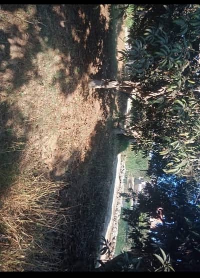 Other Commercial for Sale in Fayed, Ismailia - جنينة مانجا 38 قيراط Other Commercial for Sale in Fayed, Ismailia - جنينة مانجا 38 قيراط