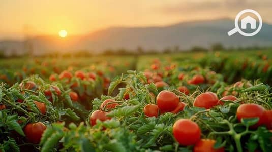Agricultural Land for Sale in North Coast, Matruh - 1000949586. jpg