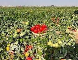 Agricultural Land for Sale in North Coast, Matruh - 1000949582. jpg