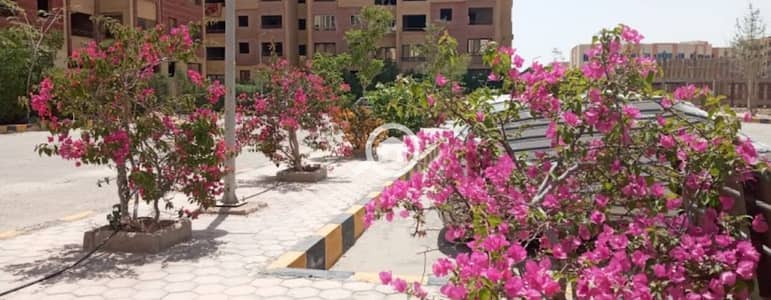 3 Bedroom Apartment for Sale in Hadayek October, Giza - IMG_2339. jpg 3 Bedroom Apartment for Sale in Hadayek October, Giza - IMG_2339. jpg