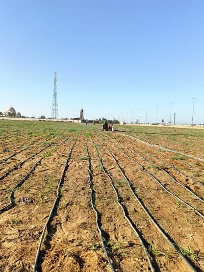 Agricultural Land for Sale in Qassaseen, Ismailia - الكيلو 90 طريق مصر الاسماعيليه الصحراوي Agricultural Land for Sale in Qassaseen, Ismailia - الكيلو 90 طريق مصر الاسماعيليه الصحراوي
