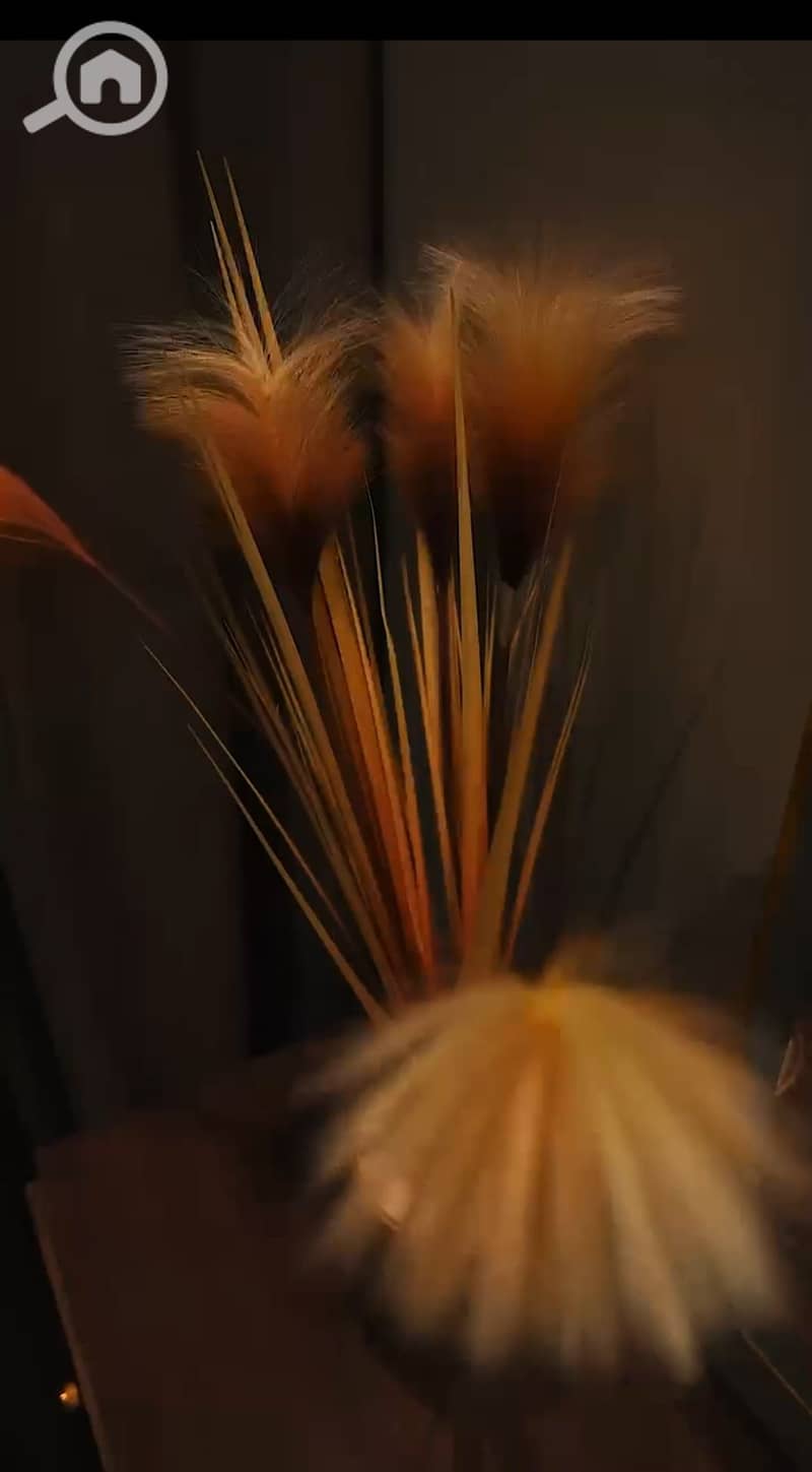 8 1001511098. jpg