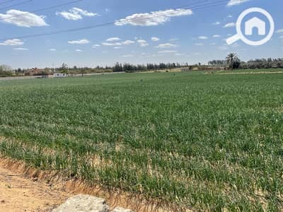 Agricultural Land for Sale in 6th of October, Giza - WhatsApp Image 2026-07-26 at 7.23. 43 PM (2). jpeg