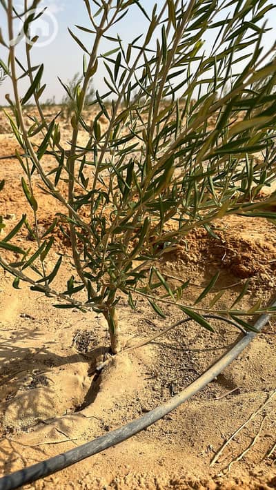 Agricultural Land for Sale in Siwa, Matruh - WhatsApp Image 2026-07-27 at 1.13. 55 AM. jpeg