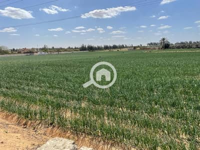 Agricultural Land for Sale in 6th of October, Giza - WhatsApp Image 2026-07-26 at 7.23. 43 PM. jpeg