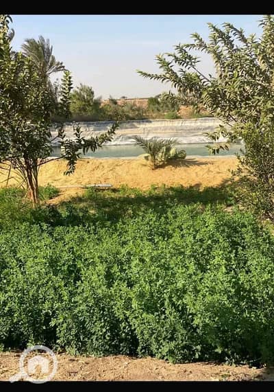 أرض زراعية  للبيع في 6 اكتوبر، الجيزة - IMG_1452. jpg