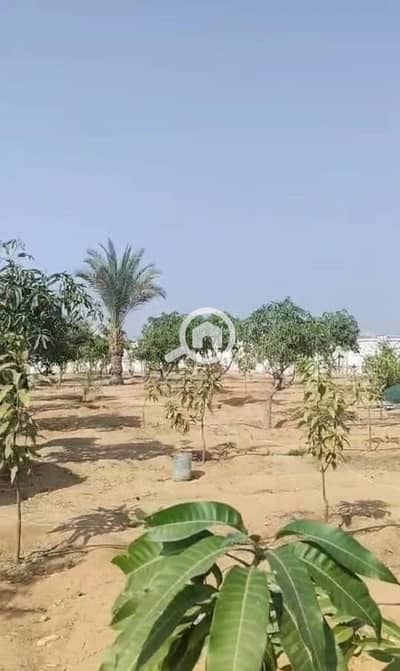 Agricultural Land for Sale in 6th of October, Giza - WhatsApp Image 2026-07-29 at 10.26. 25. jpeg