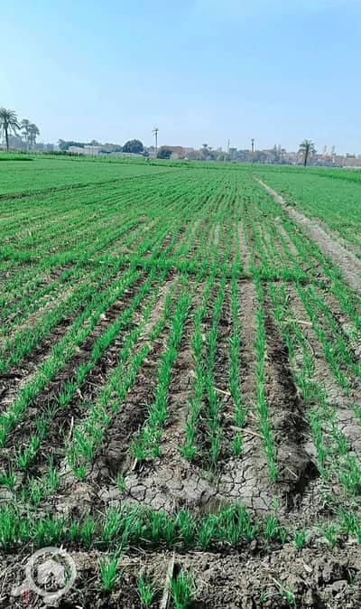 Agricultural Land for Sale in New Fayoum, Fayoum - 1000066986. jpg