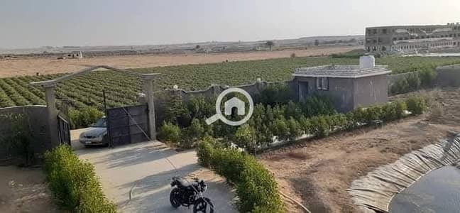 أرض زراعية للبيع في 6 اكتوبر، الجيزة - 1000064603. jpg أرض زراعية للبيع في 6 اكتوبر، الجيزة - 1000064603. jpg