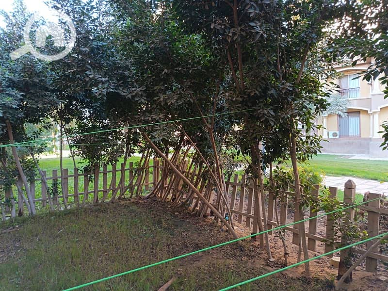 4 18629. jpg
