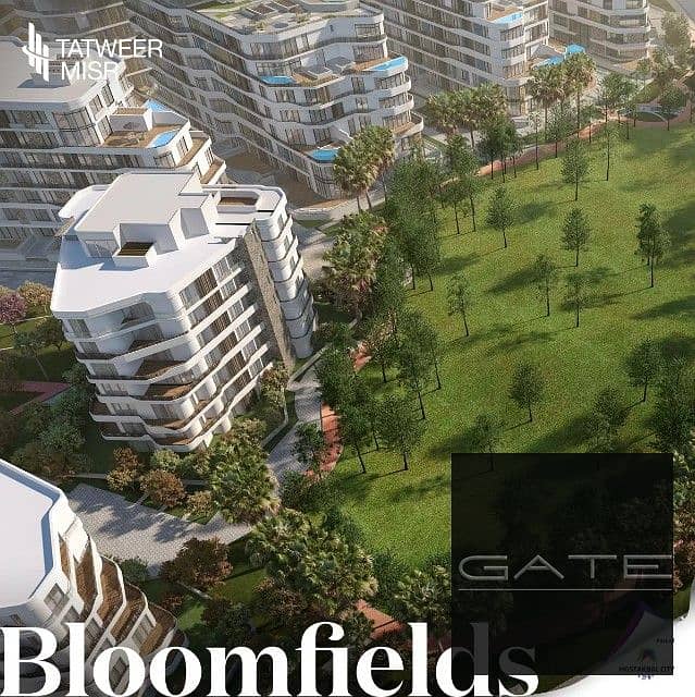 3 bloomfields2. jpg