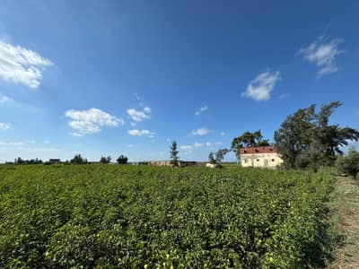 Agricultural Land for Sale in Baltim, Kafr al-Sheikh - أرض زراعية سمرا ٩ فدان وربع بموقع ممتاز في الخاشعة،بلطيم (النهضة)