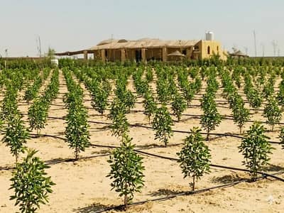 Agricultural Land for Sale in Sheikh Zayed, Giza - مزراعه احلامك على خطواط من القاهره ٢٥دقيق من اكتوبر للبيع وبتقسيط Agricultural Land for Sale in Sheikh Zayed, Giza - مزراعه احلامك على خطواط من القاهره ٢٥دقيق من اكتوبر للبيع وبتقسيط