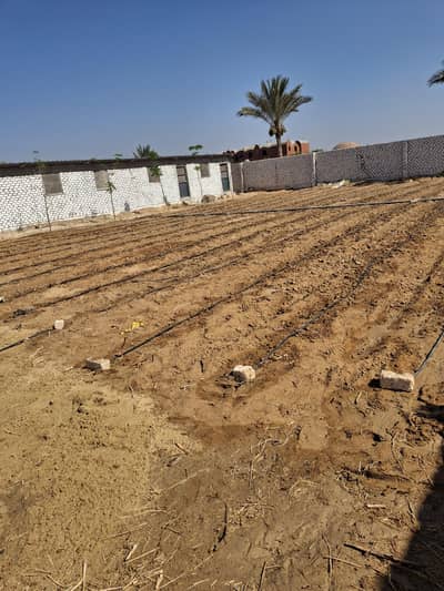 Agricultural Land for Sale in Abu Swear, Ismailia - مزرعة للبيع فى الاسماعلية طريق مصر الاسماعلية الصحراوى