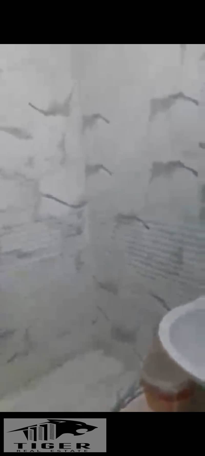 4 1000808068. jpg