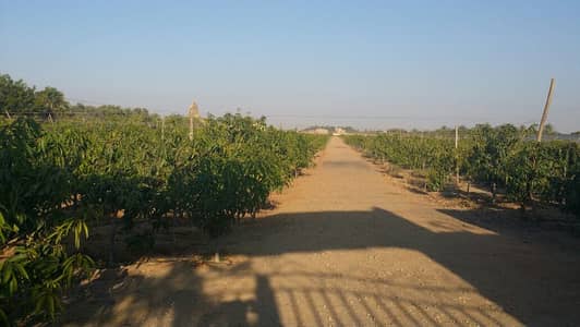 Land for Sale in Obour City, Cairo - فدانين للبيع بعرابي خط ٤ وسط Land for Sale in Obour City, Cairo - فدانين للبيع بعرابي خط ٤ وسط