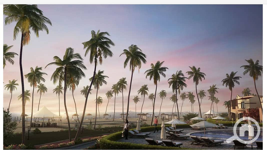 19 palm. png