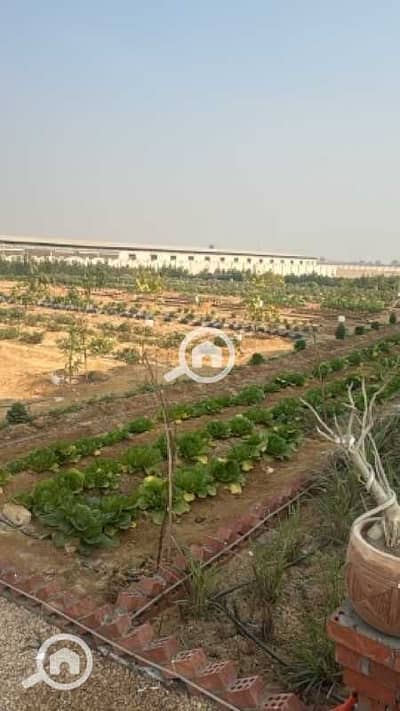 Agricultural Land for Sale in Ismailia City, Ismailia - eVu8fcvJzZo29EJxH7LGcSI1EKlZ76mcX1SlZ56q. jpeg