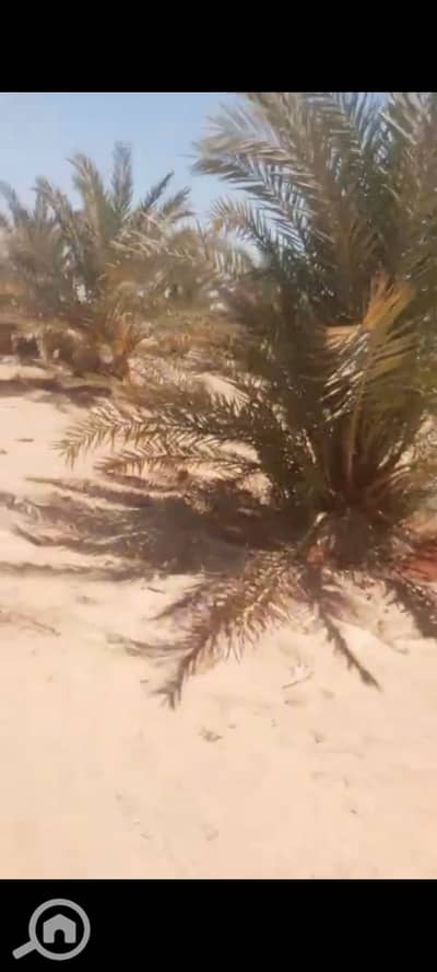 أرض زراعية للبيع في الواحات البحرية، الجيزة - 1000402855. jpg أرض زراعية للبيع في الواحات البحرية، الجيزة - 1000402855. jpg
