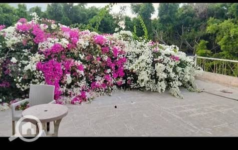 6 Bedroom Villa for Sale in Agami, Alexandria - 1000235268. jpg