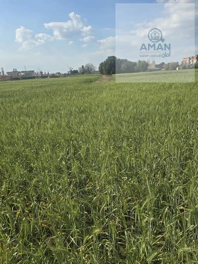 Agricultural Land for Sale in Fayoum City, Fayoum - WhatsApp Image 2026-09-12 at 2.03. 04 PM (1). jpeg