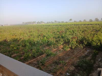 Agricultural Land for Sale in Al Nubariyah, Beheira - مزرعة ١٠ فدان منتجة للبيع من المالك مباشرة