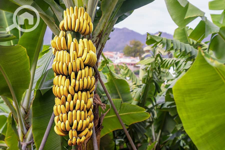 13 banana-tree-with-ripe-fruit. webp