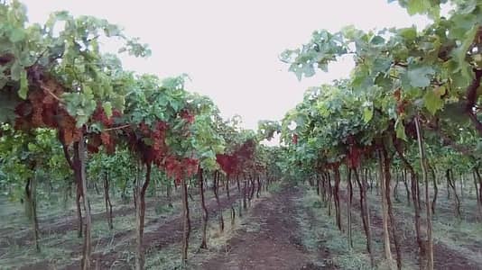 Agricultural Land for Sale in Wadi al-Natrun, Beheira - مزرعة 41 فدان للبيع بمدخل من طريق اسكندرية الصحراوي مباشرة ملك نهائي
