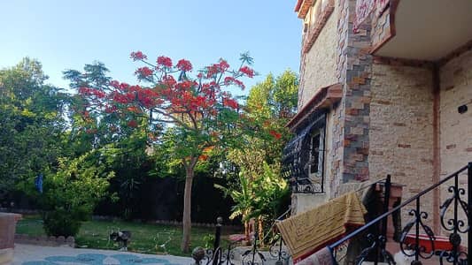 5 Bedroom Villa for Rent in Maamoura, Alexandria - فيلاالاصلاح بالمعموره