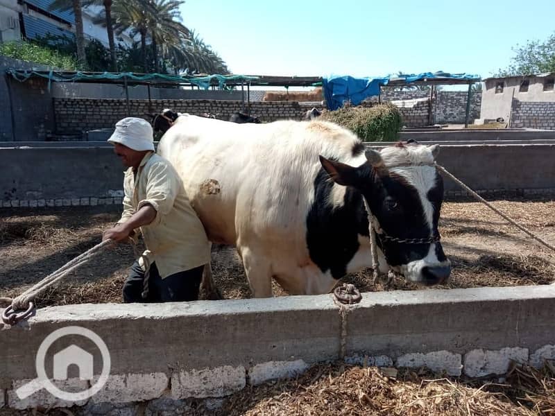 6 bull 2. jpeg