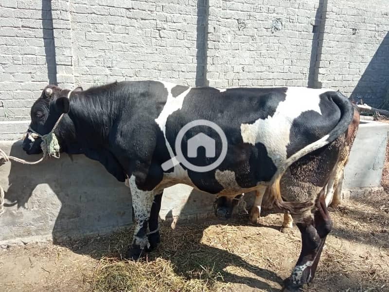 7 bull 1. jpeg