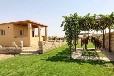 Other Commercial for Sale in 6th of October, Giza - مزرعه للبيع 10 فدان مسجله وبها جميع المرافق Other Commercial for Sale in 6th of October, Giza - مزرعه للبيع 10 فدان مسجله وبها جميع المرافق