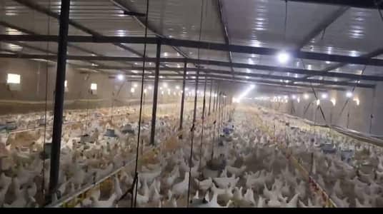 عقارات تجارية اخرى  للبيع في وادي النطرون، البحيرة - فرصه ذهبيه لهواه الاستثمار والتجاره مزرعه فراخ مجهزه للبيع