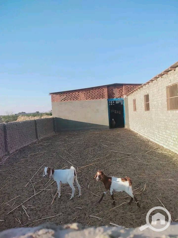 5 1000658886. jpg