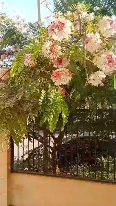 3 Bedroom Apartment for Rent in 6th of October, Giza - 1000411543. jpg