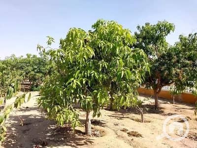 فیلا 1 غرفة نوم للبيع في 6 اكتوبر، الجيزة - 73225. jpg فیلا 1 غرفة نوم للبيع في 6 اكتوبر، الجيزة - 73225. jpg