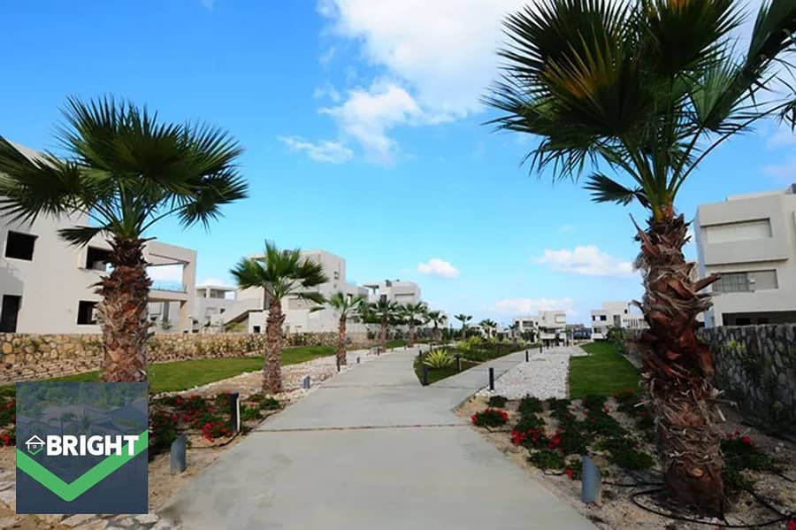 4 12_Palm_Walkway. jpg